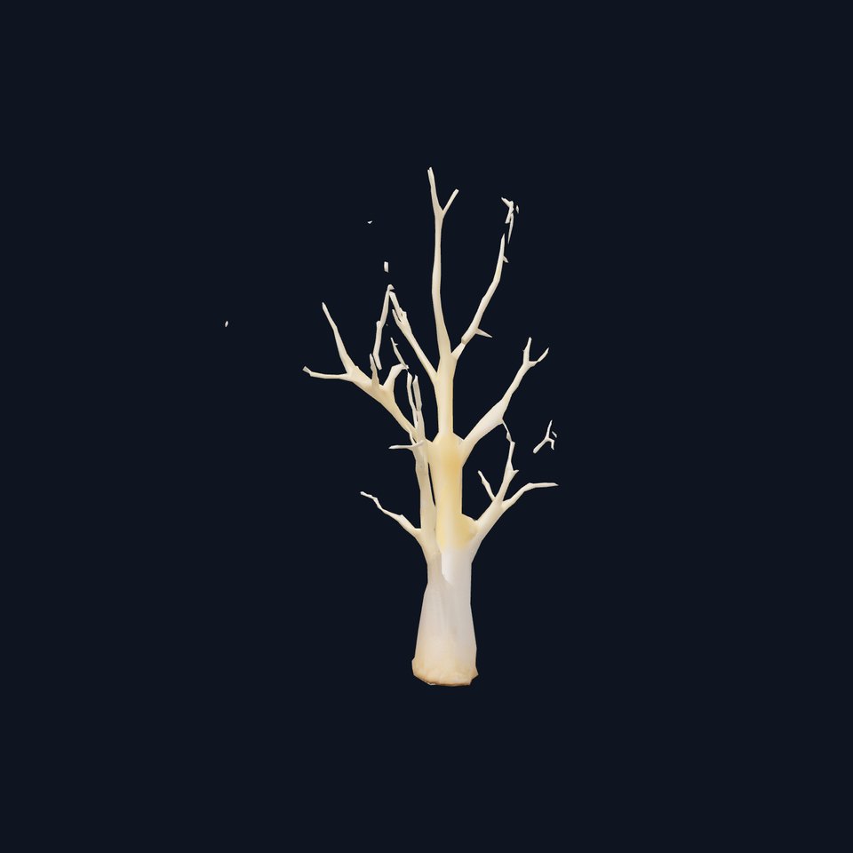 Elegant Coral Tree model pack